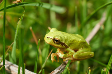 green frog on a leaf
