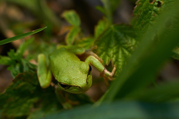 green frog on a leaf