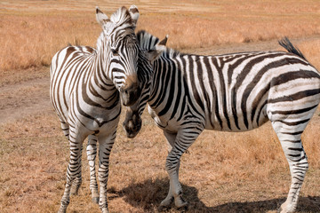 Fototapeta na wymiar Couple of romantic zebras in wildlife grassland in touching pose. Safari. love