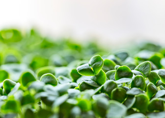 Close-up of basil microgreens. Growing basil sprouts close up view. Germination of seeds at home....