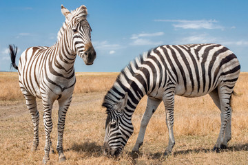 Two zebras couple in wildlife on grassland under blue sky. Safari 