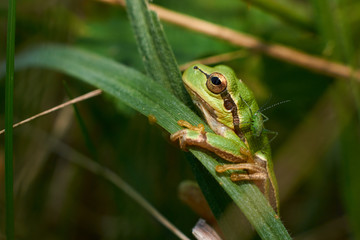 frog on a leaf