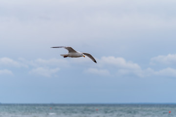 Fototapeta na wymiar Seagull in flight with cloudy blu sky and ocean in background in Malmo, Sweden.