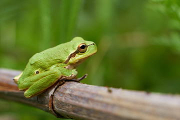 green tree frog on a leaf