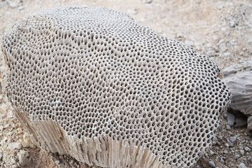 Dry corals on the sand