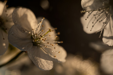 water drops on a flower
