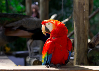 Scarlet macaw parrot. Red and yellow parrot.