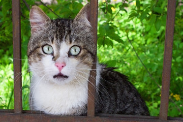 Naklejka na ściany i meble Scared, funny surprised cat face staring with widely opened eyes and mouth through metal fence; animal protection concept