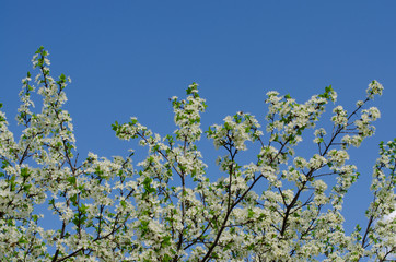 Blossoming blackthorn orchard. Sloe blooms.