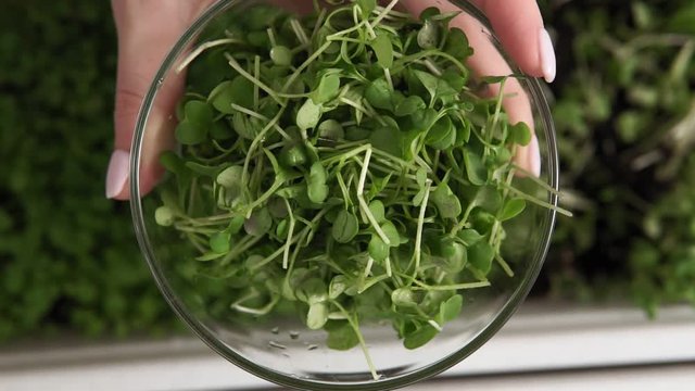 Fresh micro green sprouts for healthy vegan food cooking. home growing.
