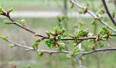 Young leaves and buds of apple tree in the garden