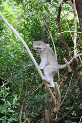 baby monkey on a branch
