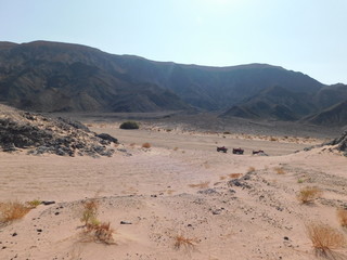 landscape in the desert