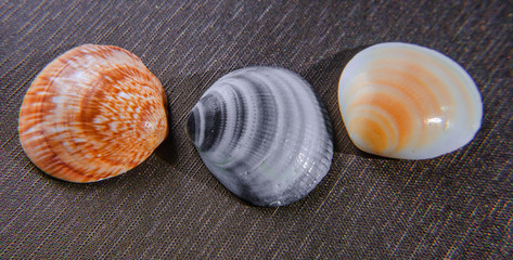 Sea shell from the sea