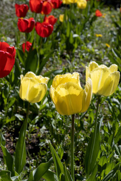 image of beautiful tulips in the garden
