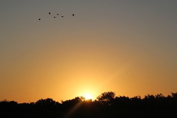 African Sunset