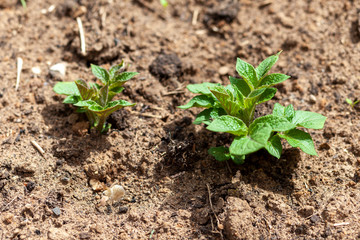 Potato. green potato sprout in a farmer's field