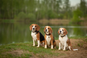  group of three  beagle dogs sitting on the shore of forst lake outdor in summer landscape