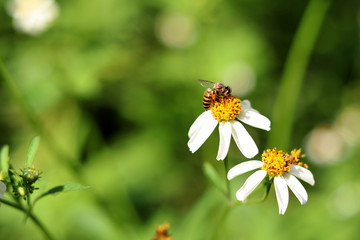 Bidens Pilosa is a white flower with yellow stamens, sucking bee pollen as a medicinal plant.