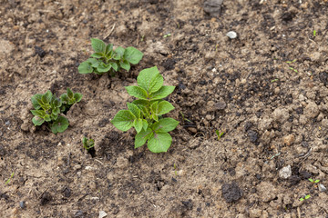 Potato. green potato sprout in a farmer's field