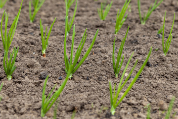 Young onion sprouts in the garden