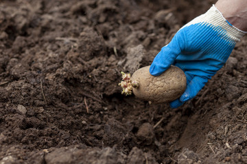 a gloved hand puts potato seeds in the ground