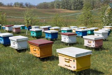 A row of bee hives in a private apiary in the garden. Honey industry.