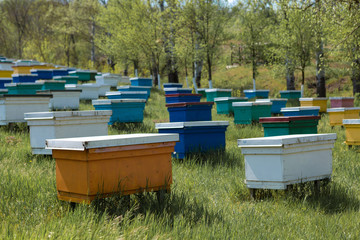 A row of bee hives in a private apiary in the garden. Honey industry.
