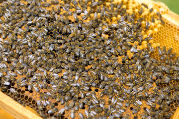 Closeup of a frame with a wax honeycomb of honey with bees on them. Apiary workflow.