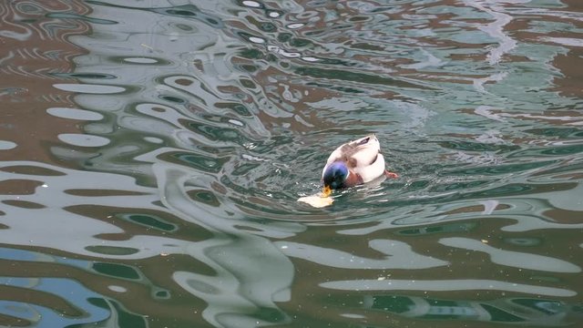 Colvert