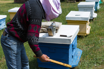 A row of bee hives in a private apiary in the garden. Honey industry.