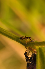 Two ants on a stalk