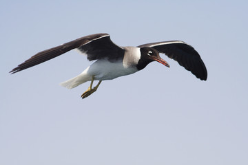 
Bird White-eyed gull in flight - obrazy, fototapety, plakaty