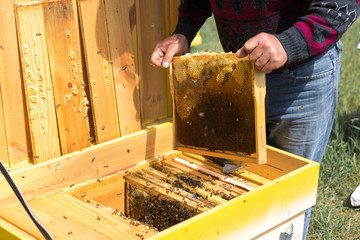 A farmer on a bee apiary holds frames with wax honeycombs. Planned preparation for the collection...