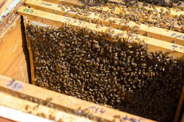 Closeup of a frame with a wax honeycomb of honey with bees on them. Apiary workflow.