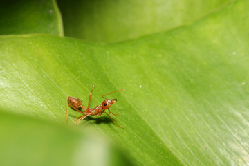 Fototapeta premium Close up red ant on green leaf in nature at thailand