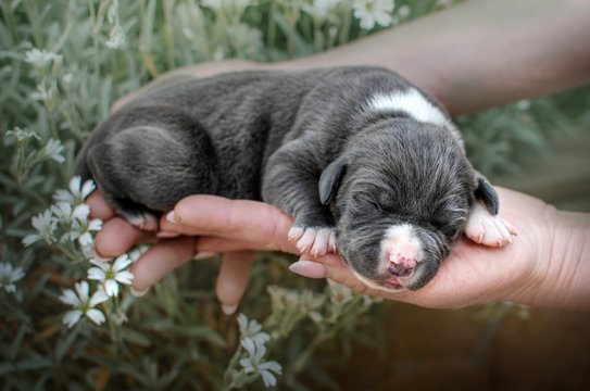 american staffordshire terrier dog cute puppies lovely photos of newborn dogs
