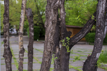 several young trunks