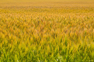 wheat in a field