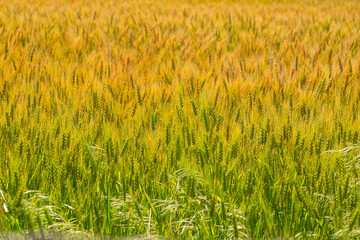 wheat in a field