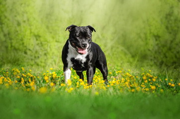 staffordshire bull terrier dog beautiful portrait fun walk in nature spring photos of dogs
