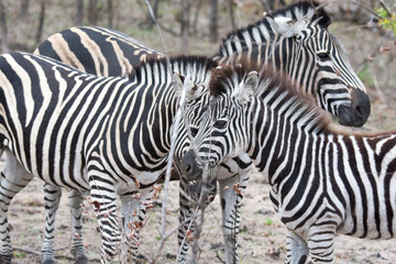 Obraz na płótnie Canvas Zebra (Equus equus) in the Timbavati Reserve,South Africa