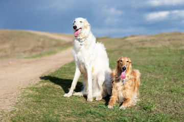 Puppy borzoi walks outdoor at summer day