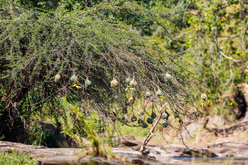 Village weaver colony with hanging nests