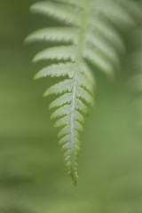 gree fern leaf close up fresh 