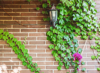A wall with creeper leaves