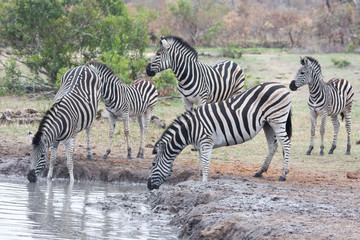 Fototapeta na wymiar Zebras (Equus equus) drinking at a waterhole in the Timbavati Reserve, South Africa