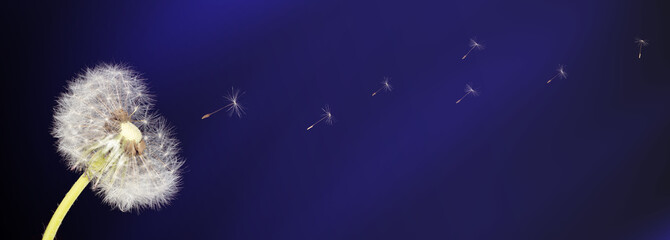 isolated image of dandelion flower