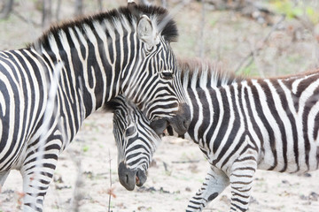 Zebra (Equus equus) in the Timbavati Reserve,South Africa