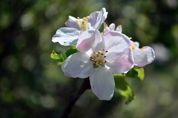 Apple tree blooming in May